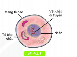 Bài 19 Cấu tạo và chức năng các thành phần của tế bào